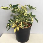 Schefflera Variegated Plant