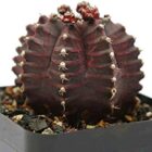Gymnocalycium mihanovichii var. Friedrichii