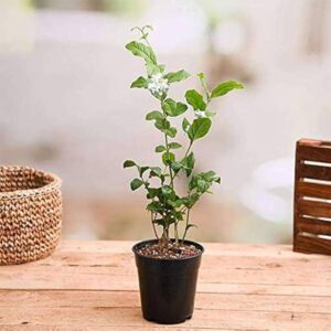 Motia Live Plant Arabian Jasmine