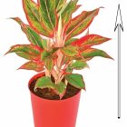 Aglaonema Lipstick