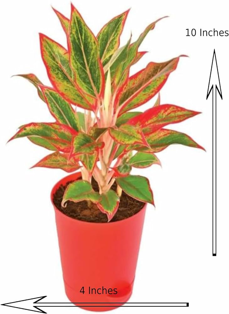 Aglaonema Lipstick