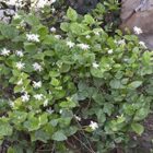 Motia Live Plant Arabian Jasmine