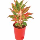 Aglaonema Lipstick