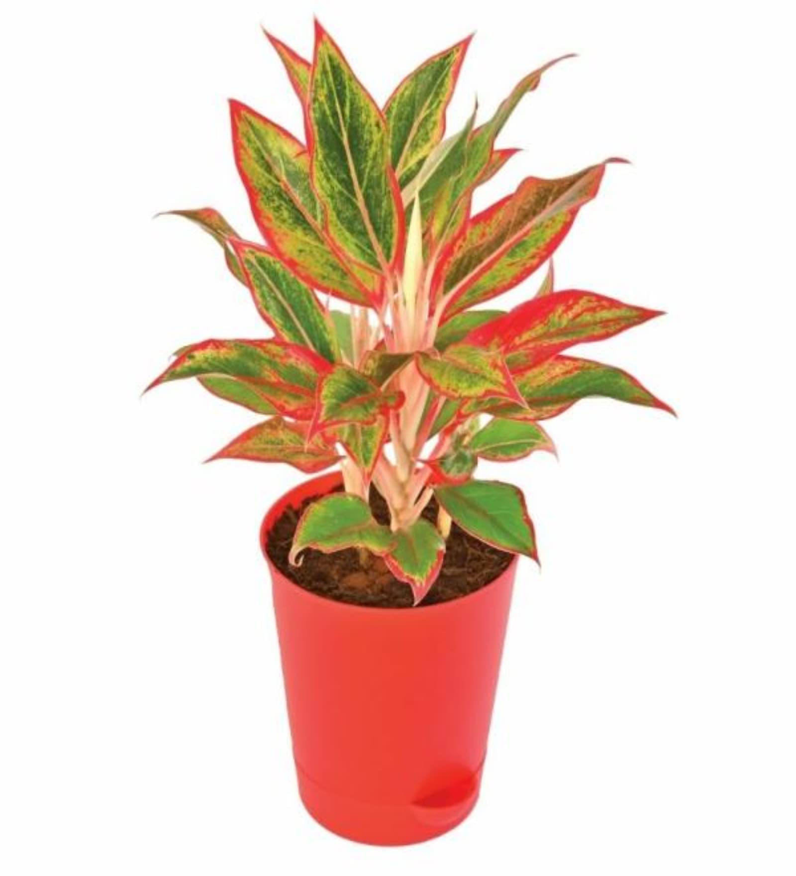 Aglaonema Lipstick