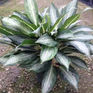 Aglaonema Ernesto Hybrid