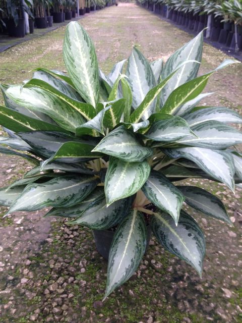 Aglaonema Ernesto Hybrid Aglaonema Ernesto Hybrid
