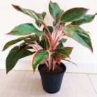 Aglaonema Lipstick