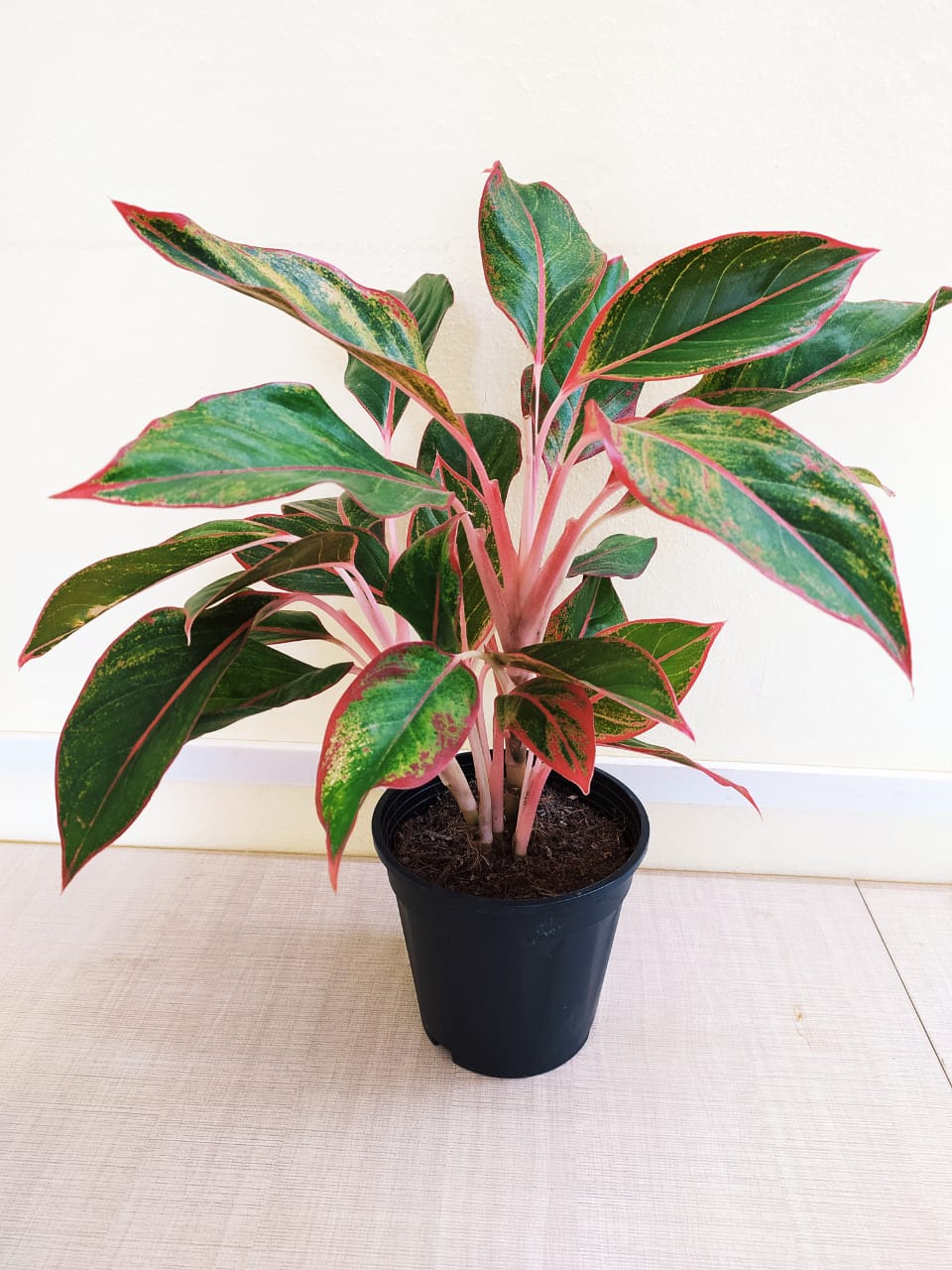 Aglaonema Lipstick Aglaonema Lipstick