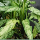 Aglaonema Malay Beauty