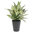 Aglaonema Snow White