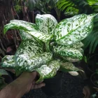 Aglaonema Snow White