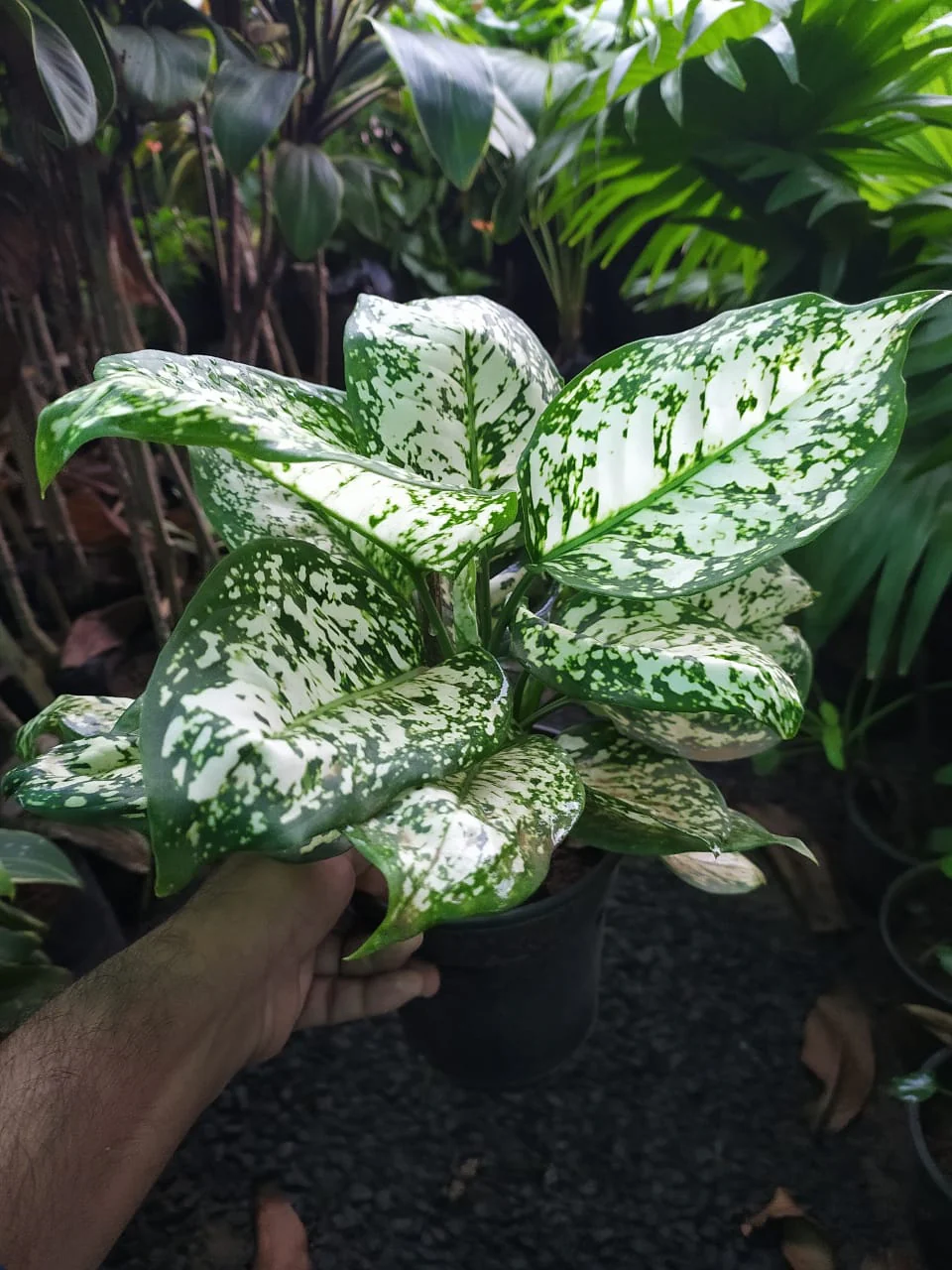 Aglaonema Snow White Aglaonema Snow White