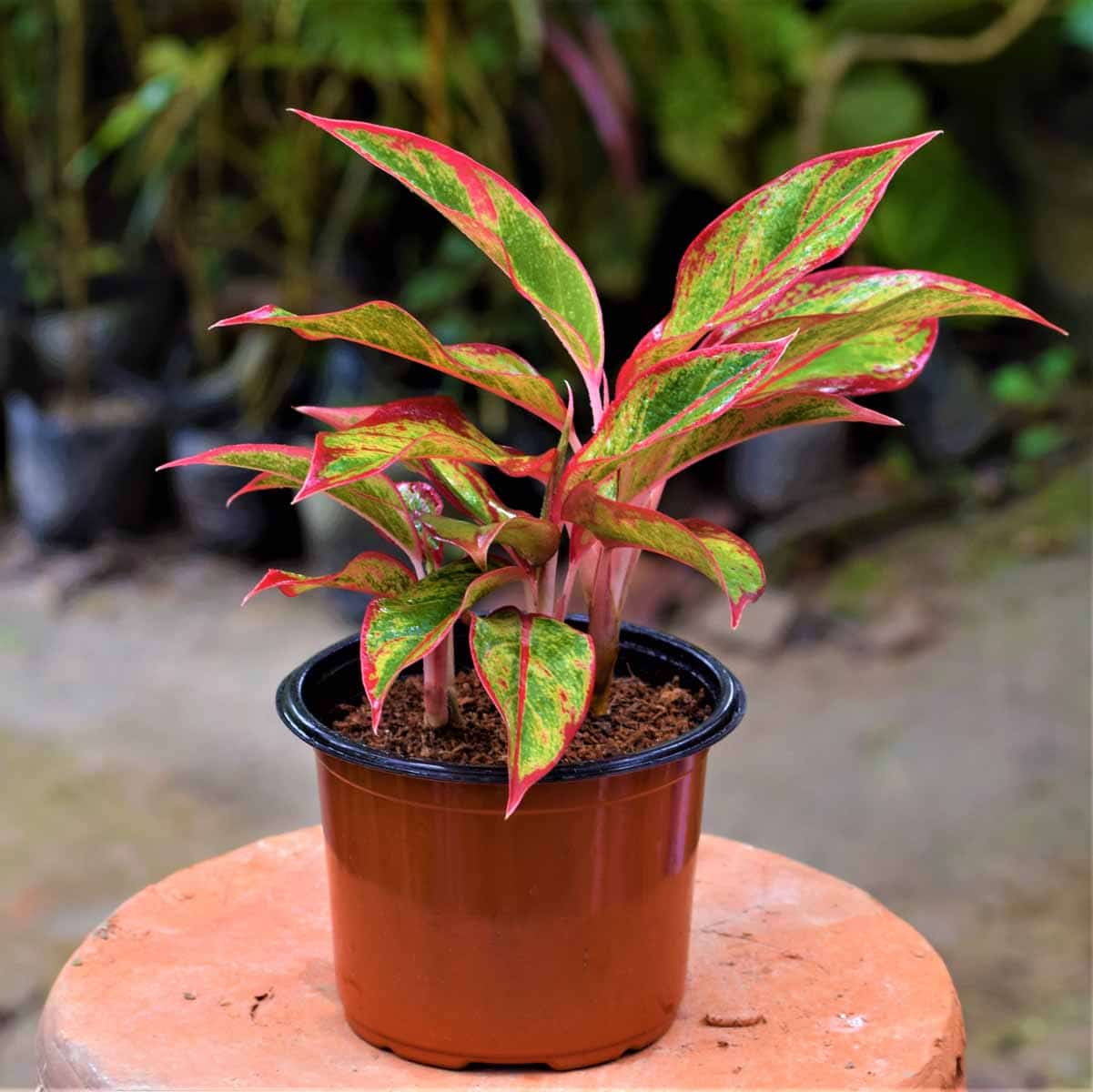 Aglaonema Lipstick