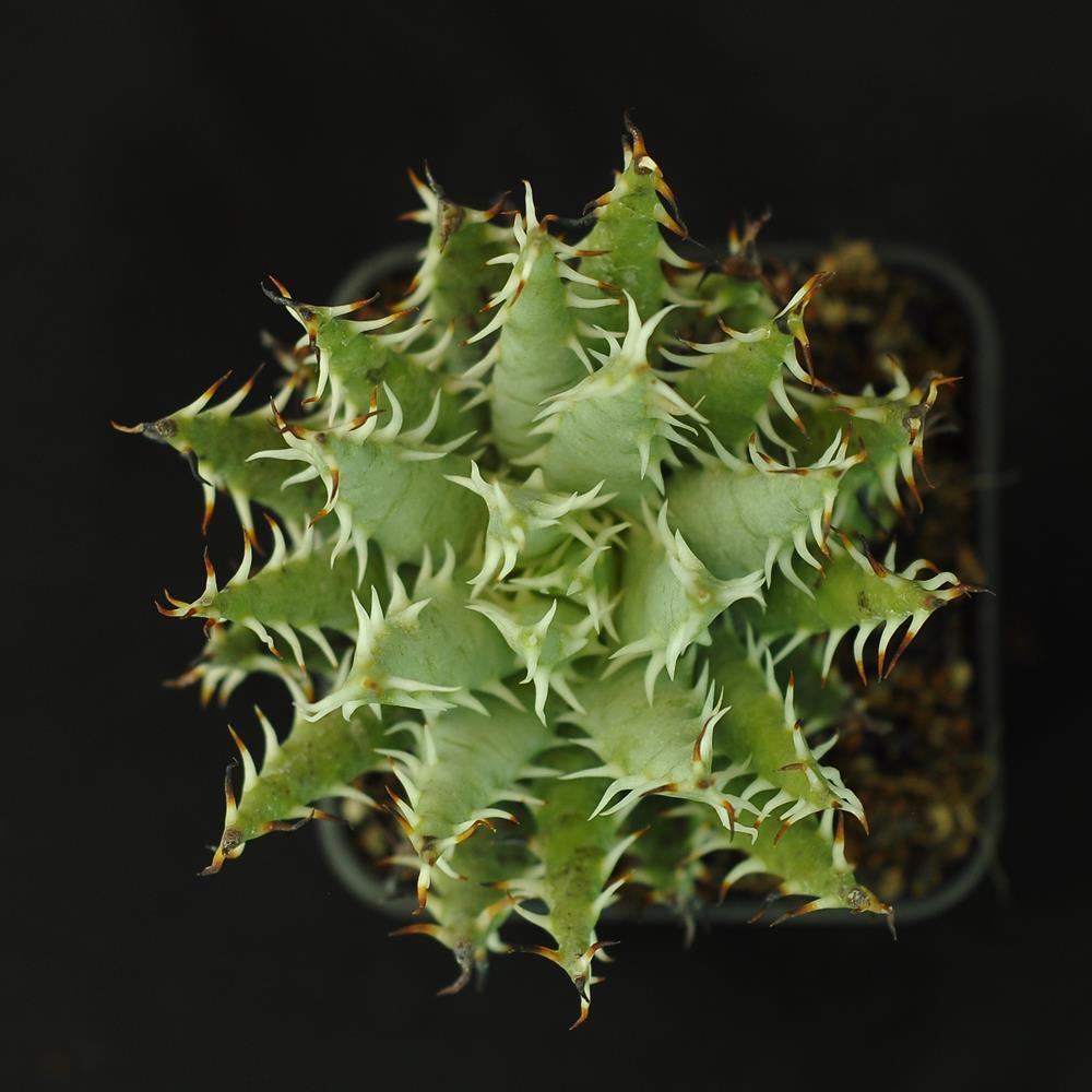 Aloe melanacantha var. erinacea