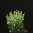 Aloe melanacantha var. erinacea