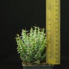 Aloe melanacantha var. erinacea