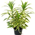 Dracaena Song Of India