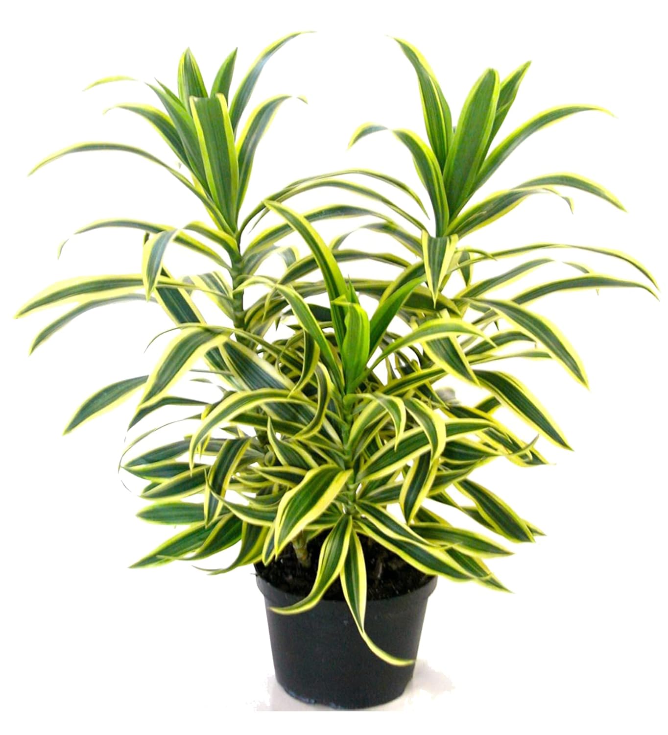 Dracaena Song Of India Dracaena Song Of India