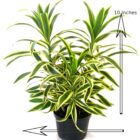 Dracaena Song Of India