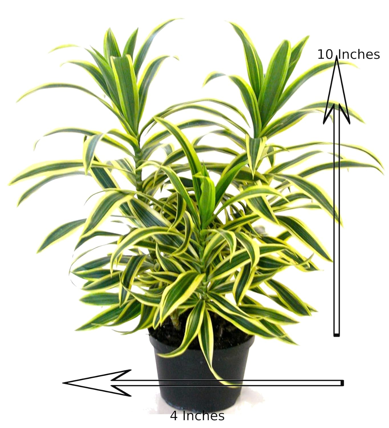 Dracaena Song Of India