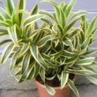Dracaena Song Of India