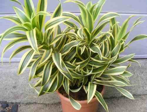 Dracaena Song Of India