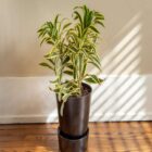 Dracaena Song Of India