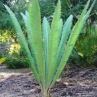 Dioon Spinulosum Cycad
