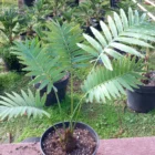 DiooDioon Spinulosum Cycadn Spinulosum Cycad