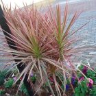 Dracaena marginata tricolor