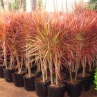 Dracaena marginata tricolor