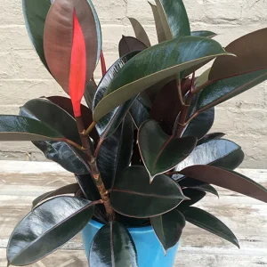 Ficus Elastica Red / Rubber Plant