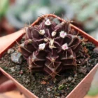 Gymnocalycium mihanovichii var. Friedrichii