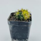 Gymnocalycium Hybrid Variegated
