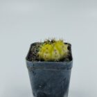 Gymnocalycium Hybrid Variegated