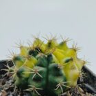 Gymnocalycium Hybrid Variegated