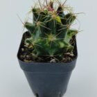 Ferocactus Hamatacanthus Variegated