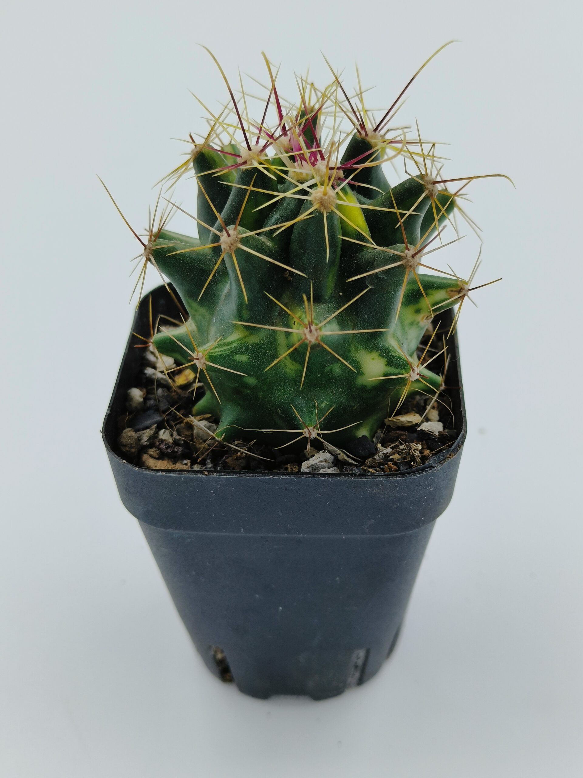 Ferocactus Hamatacanthus Variegated