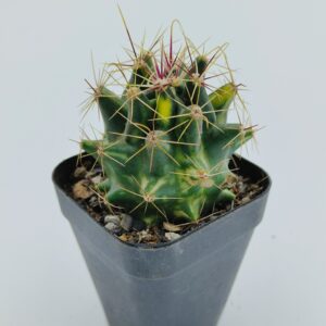 Ferocactus Hamatacanthus Variegated