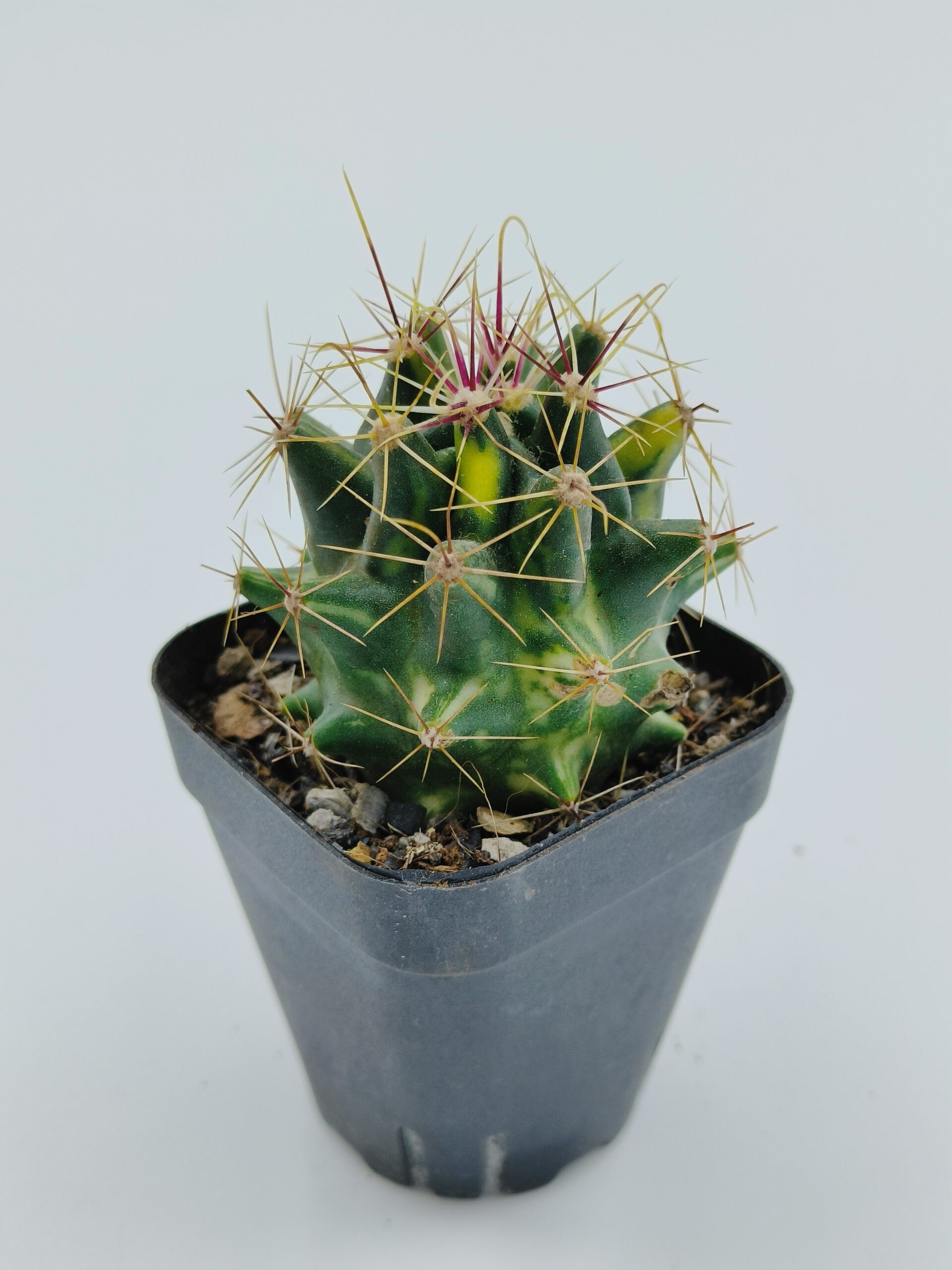 Ferocactus Hamatacanthus Variegated Ferocactus Hamatacanthus Variegated