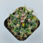 Ferocactus Hamatacanthus Variegated