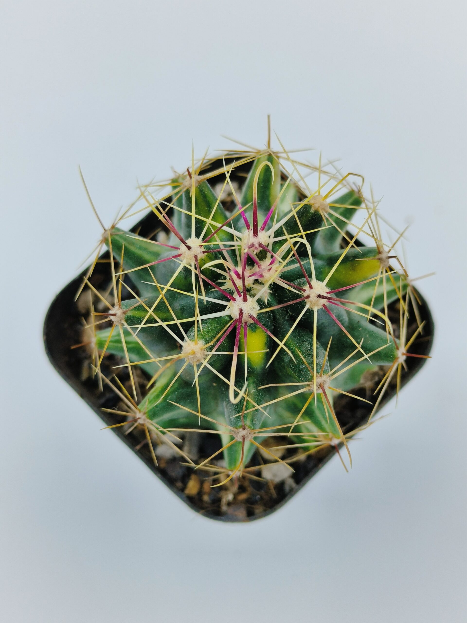 Ferocactus Hamatacanthus Variegated