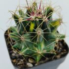 Ferocactus Hamatacanthus Variegated