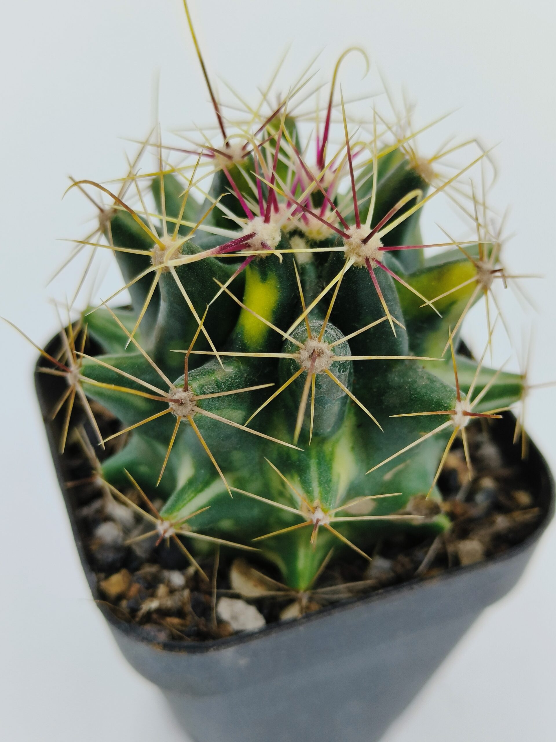 Ferocactus Hamatacanthus Variegated