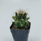 Ferocactus Hamatacanthus Variegated