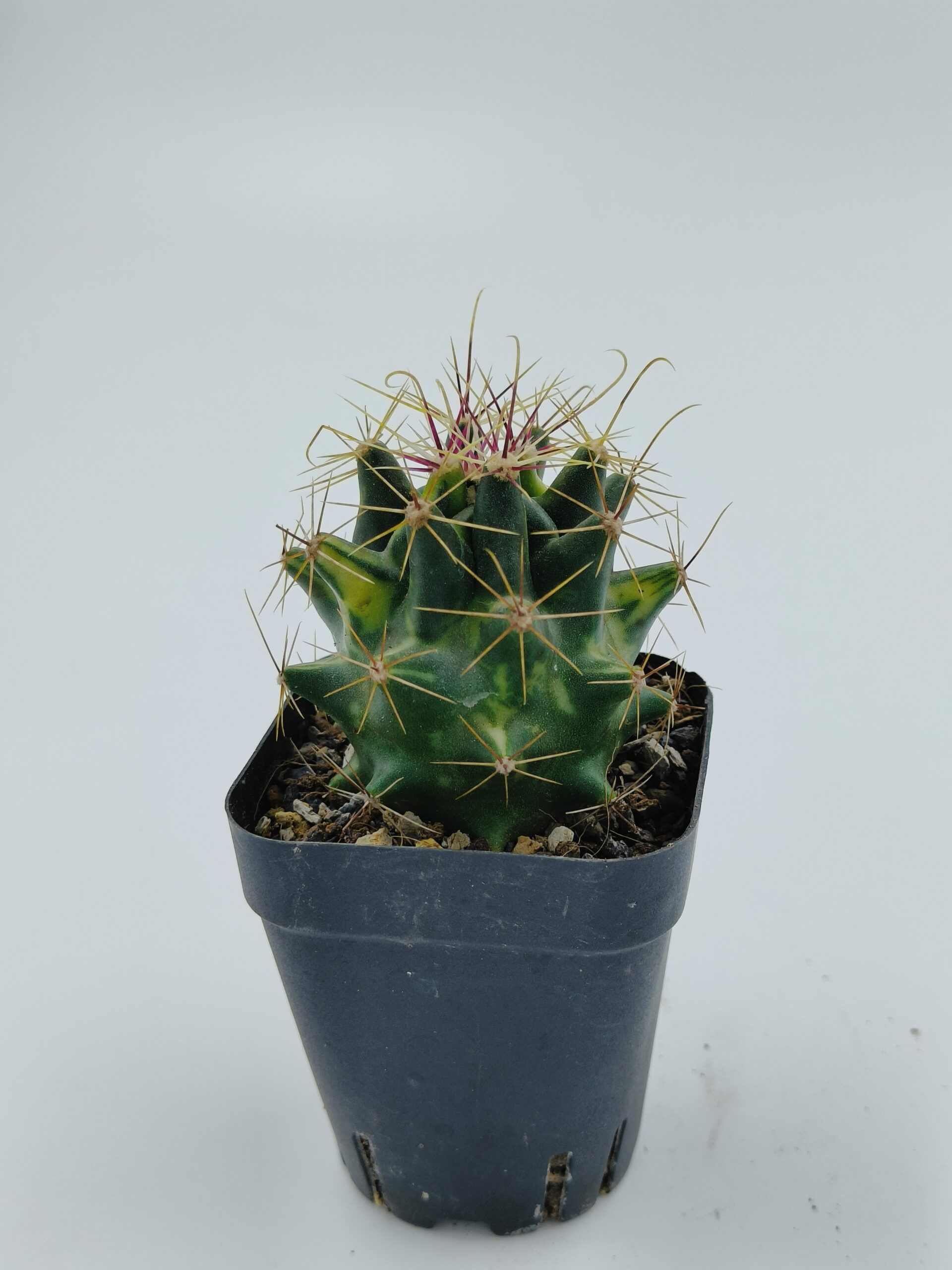 Ferocactus Hamatacanthus Variegated