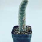 Tephrocactus Articulatus var Inermis