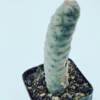 Tephrocactus Articulatus var Inermis