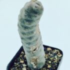 Tephrocactus Articulatus var Inermis