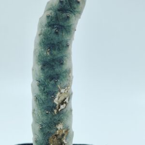 Tephrocactus Articulatus var Inermis